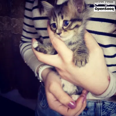 قطط شانشيلا 3