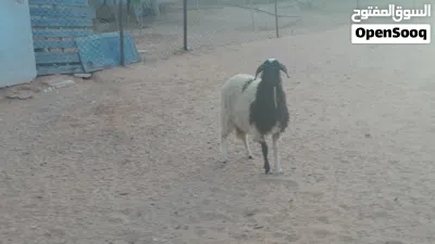 فطيمه وطنيه الله يبارك عمرها ف6شهور ونص سليمه من الامراض سلاله ربي يبارك.... 2