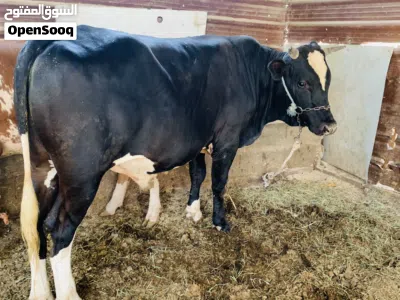 عجل سمين وخشن وحلو معلوف براسه طحين مال بيت 3