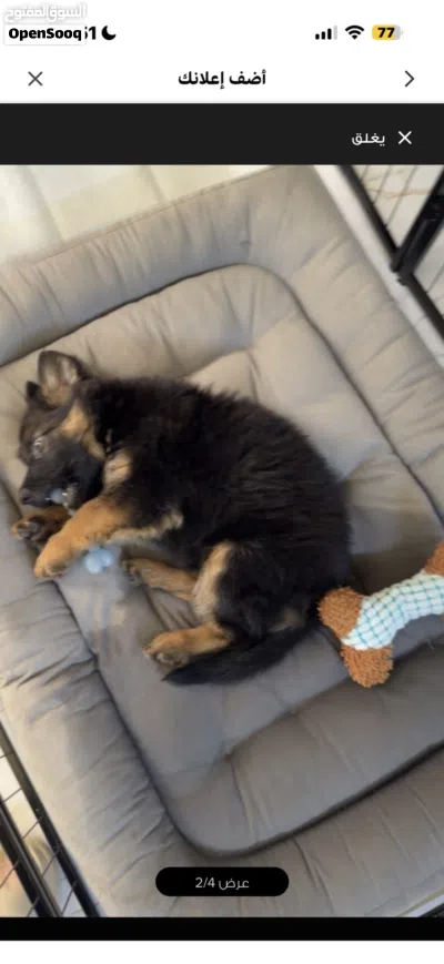 Young German Shepherd Show line Long hair puppy — 8 weeks, friendly 2