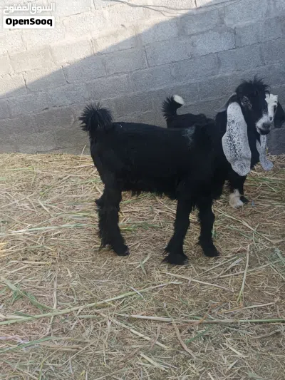 جدي عارضي اصل ما شاء الله تبارك الله 2