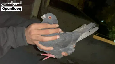 ثلاثة طيور 3