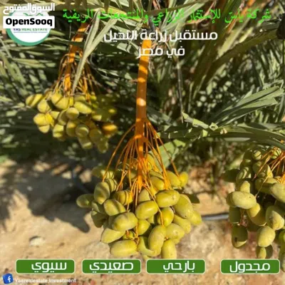 استلام فوري مساحات تبدأ من 2 فدان بالواحات استثمر في المضمون اوراق سلميه 100% 2