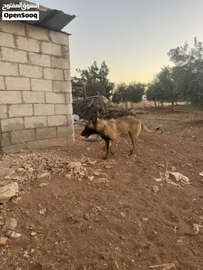 بلجيكي مالينوا 2