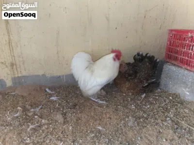 دجاجه استرالي زهري ربي يبارك معها 6فلاليسها 3