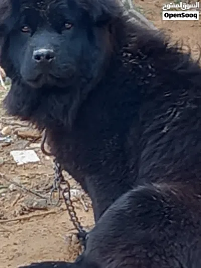 كلب العمر سنه شراسه 2
