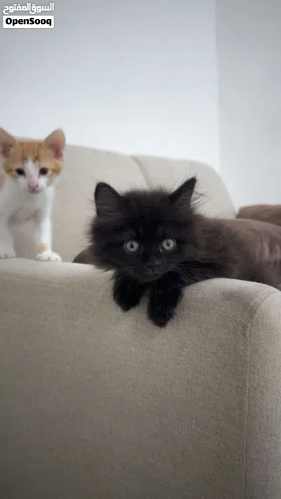 قطه صغيره 5 شهورkitten for sale 2