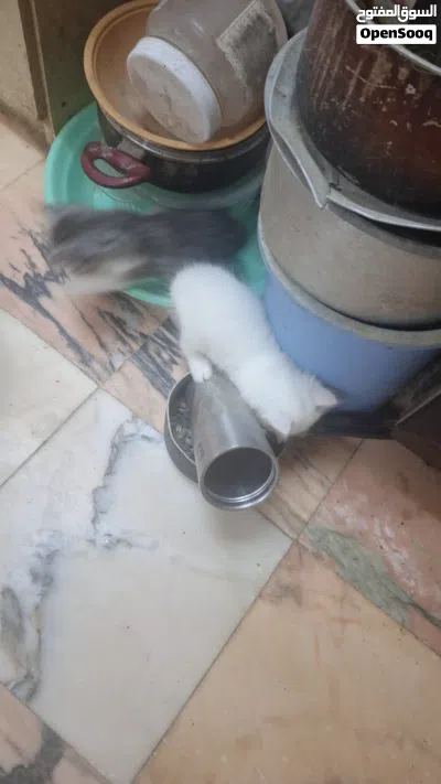 قطط شيرازي بيور 4