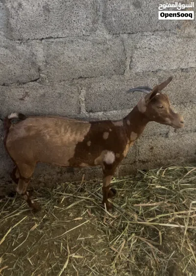 شاه مال صلاله عشار 2