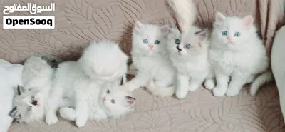 ragadoll bure females & males 45 days used litter box 3