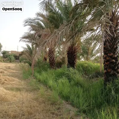 بستان للبيع 4