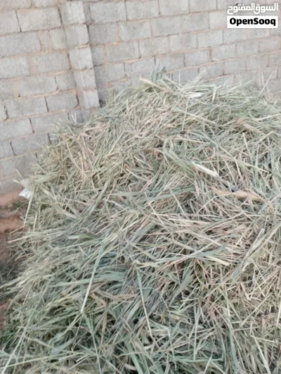 سكرية ساق رقيق ونضيفة للبيع 3