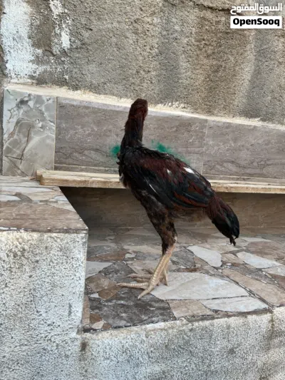 undefined 2