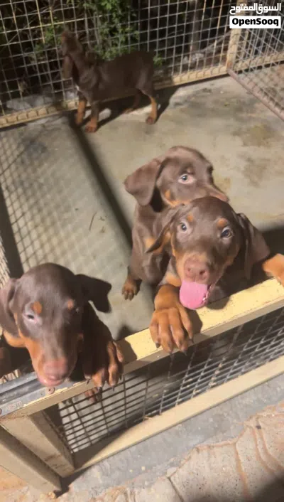دوبرمان - Doberman 2