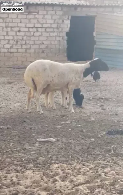 نعجه والده 2