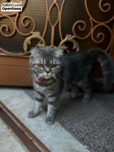 سكوتش فولد للبيع 4