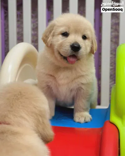 Golden Retriever puppies 3