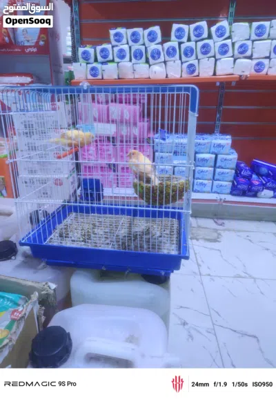 بيع كناري زوج شيرازي برتقالي لون دون القفص 2
