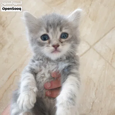 قطط شيرازي 3