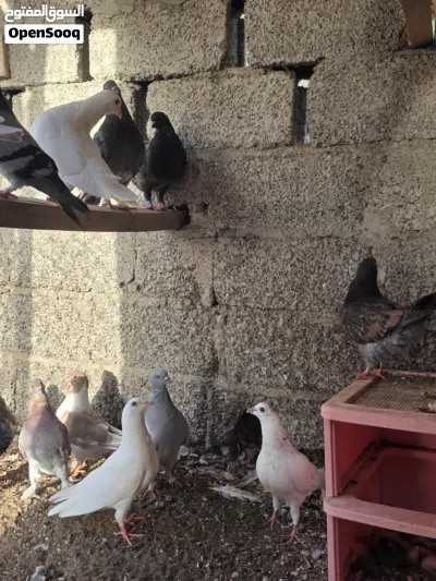 حمام لاحم ومديني للبيع اقرا التفاصيل لوسمحت 2