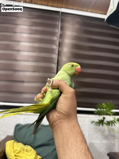 ببغاء دره هندي اليف جدا لعوب ثوب كامل آيه من الجمال صلاه النبي لعوب مع الكبار والصغار صحه ونظافه 4