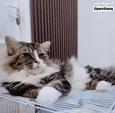 قط كبير طالب تزاوج لتبني 3