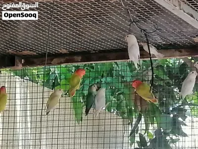 روز ساس قوي 3