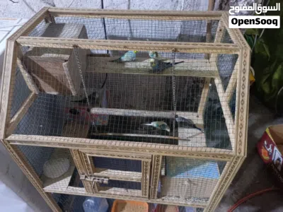طيور حب هنه وقفصهن خمس ازواج وجواهن بيض سعرهن 3