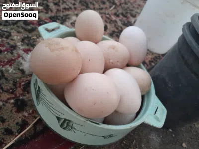 دجاج وبيض باكستاني للبيع 3