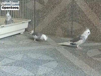 كوكتيل للبيع 4