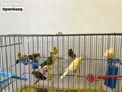 طيور كناري 4