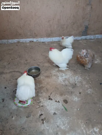 البيع كوبية او دكر بروحه عادي 4