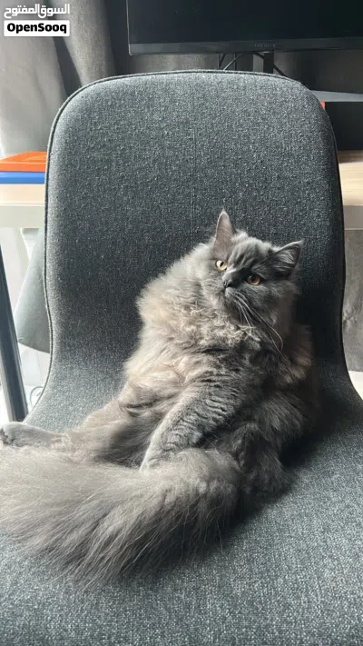 Persian-short hair mix female 10 months 2