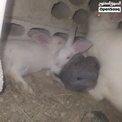 ارانب فرنسي وبلدي 2