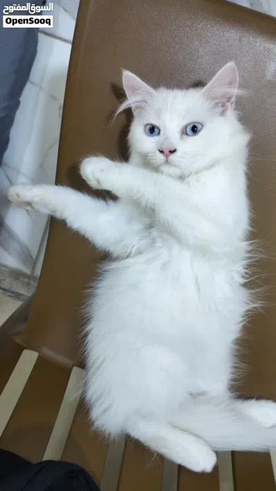 قطط شيرازي انثى وذكر عمر 4 شهور 2