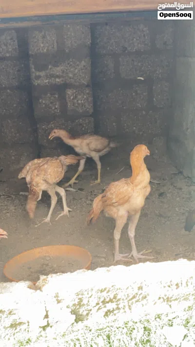 للبيع دجاج باكستاني وسمان جامبو 4