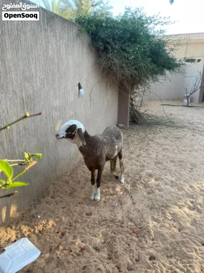 نعجه ربي يبارك توميه سنه 9شهور 2