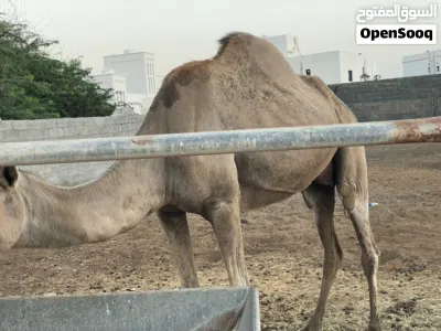 ناقه مهريه للبيع 3