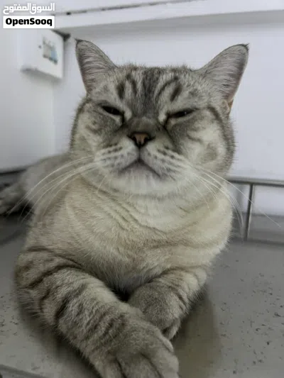 قط ذكر للتبني - Male cat for adoption 2