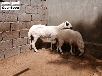 رباع تحتها حوليه الله يبارك 2