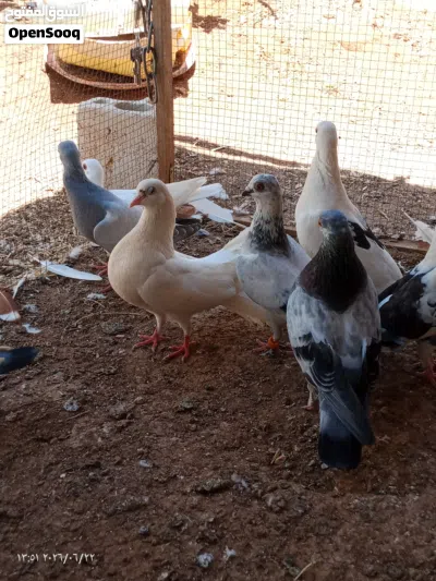 6 جواز حمام و 7 حبات للبيع مع بعض 19 حبه 4