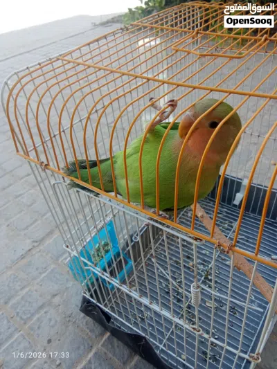 بركديلو انتايه مروضه ترويض منزلي كما موضح في الصوره ربي ايبارك 2