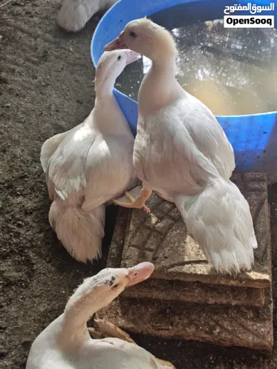 سمان وبط وطيور اخرى للبيع 4