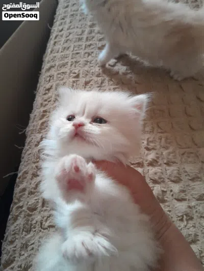 قطط شيرازي 2