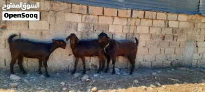 عنزين و تيس 3