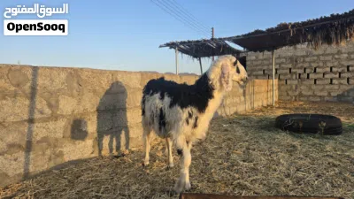 حملة نجديه 3