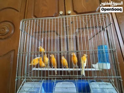 متاح 8 فحول جزري غامق 3