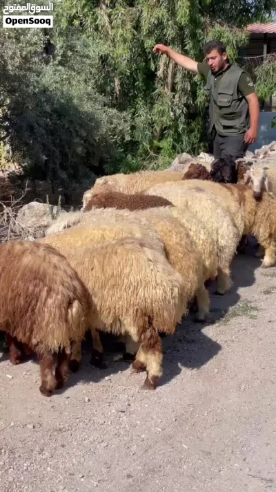 خرفان نخب اول 2