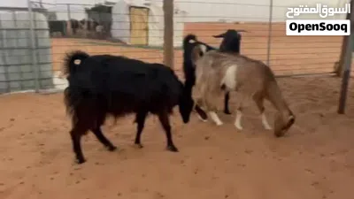 حلال رملي زرب كامل 4