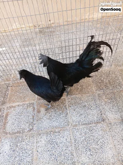 undefined 2